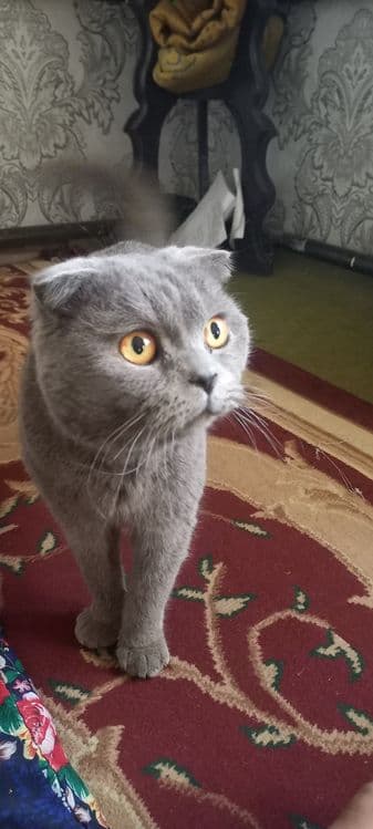 Scottish Fold  shoklandiya qiyshiq quloq mushugi — 5