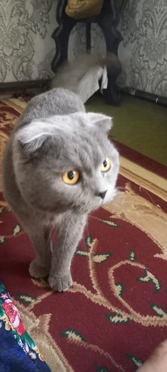 Scottish Fold  shoklandiya qiyshiq quloq mushugi — 6
