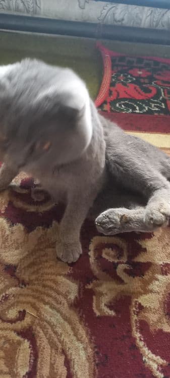 Scottish Fold  shoklandiya qiyshiq quloq mushugi — 7