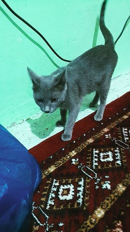Zotdor kulrang Mushuk — 4