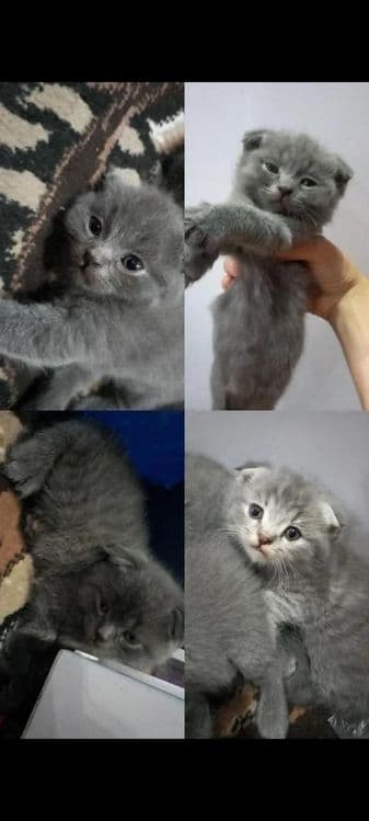 "Scottish fold" parodali mushukchalar — 1