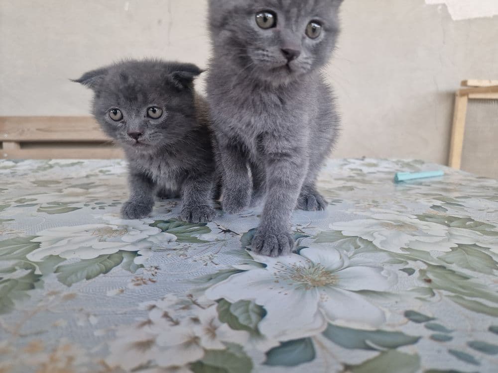 "Scottish fold" parodali mushukchalar — 2