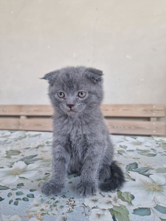 "Scottish fold" parodali mushukchalar — 3