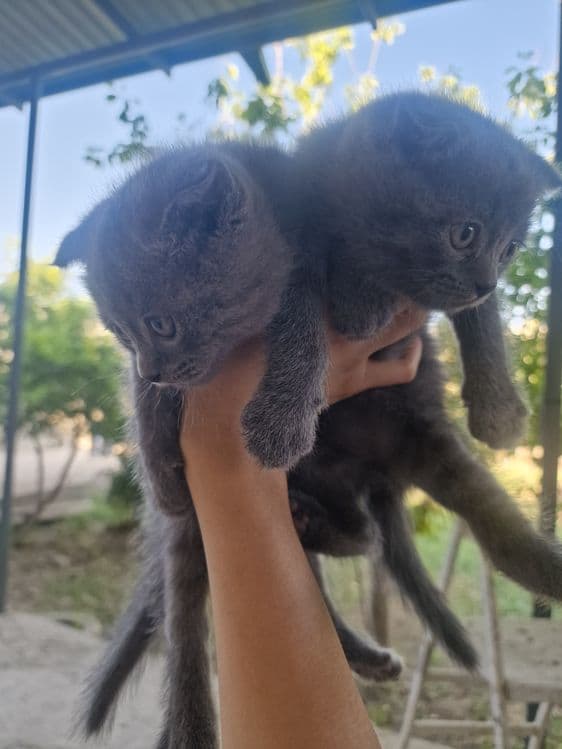 "Scottish fold" parodali mushukchalar — 4