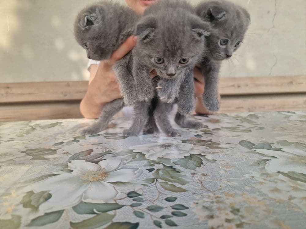 "Scottish fold" parodali mushukchalar — 5