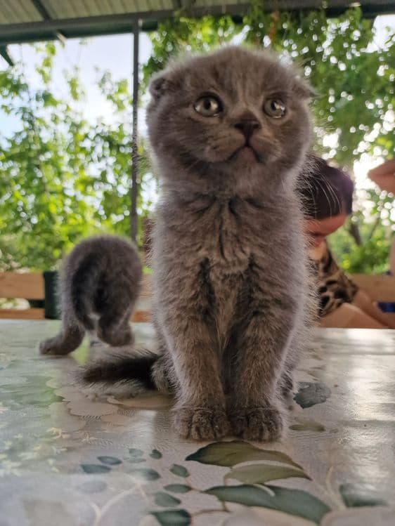 "Scottish fold" parodali mushukchalar — 6