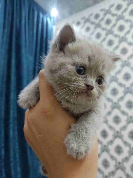 Продается котята Шатландиские страйты — 1