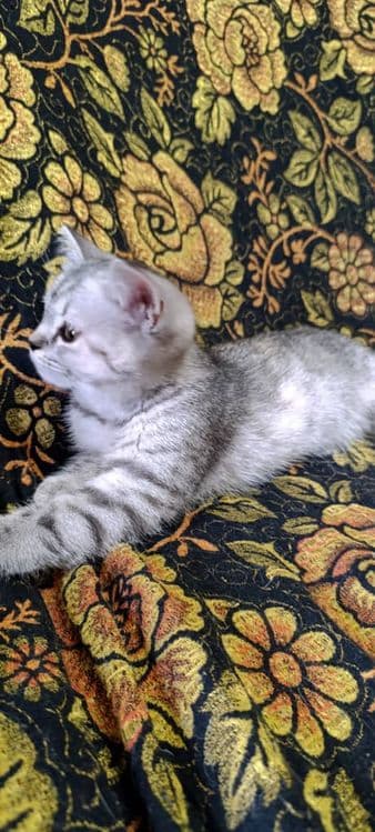 Котята породистые — 2