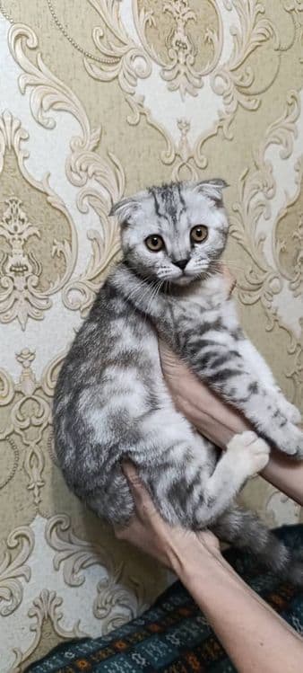 Котята породистые — 3