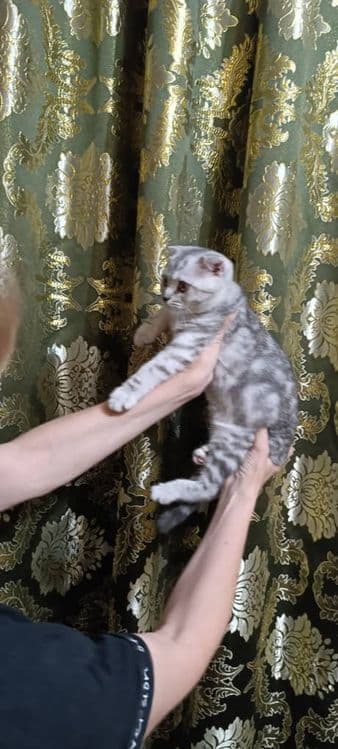 Котята породистые — 4