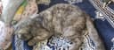 Scottish fold mushuk erkak
