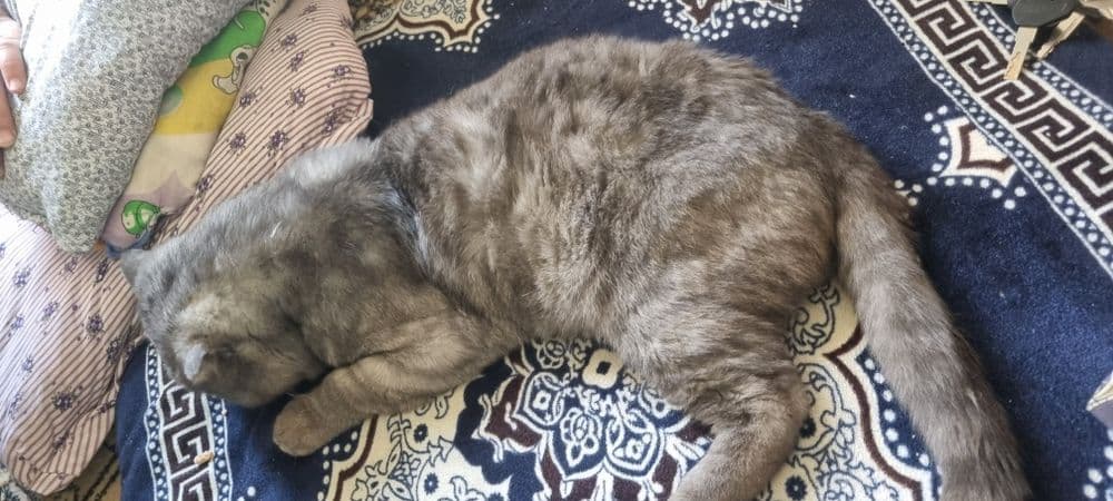 Scottish fold mushuk erkak — 1