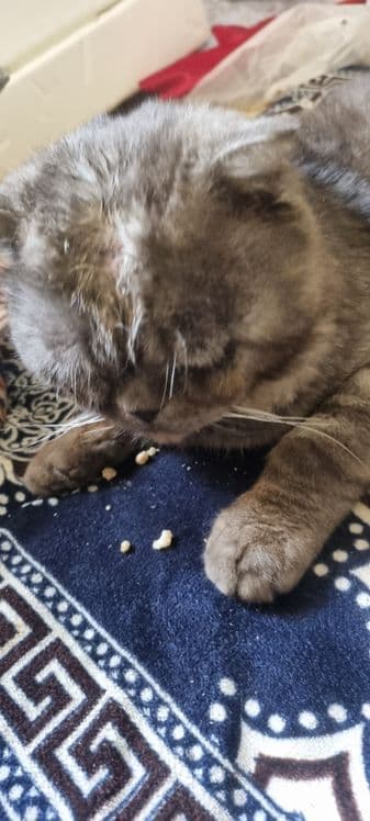Scottish fold mushuk erkak — 2