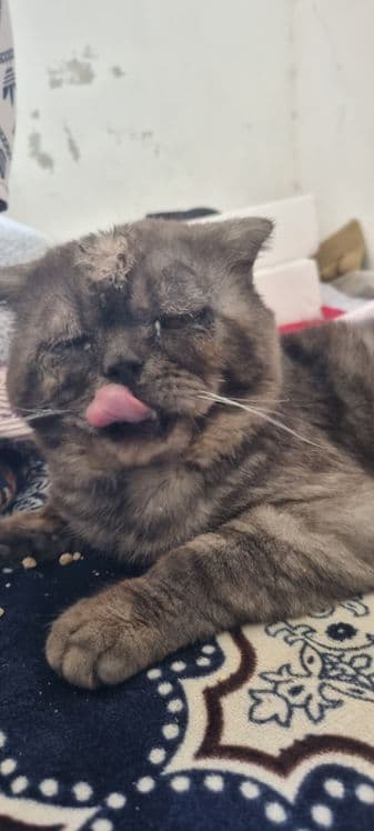 Scottish fold mushuk erkak — 3