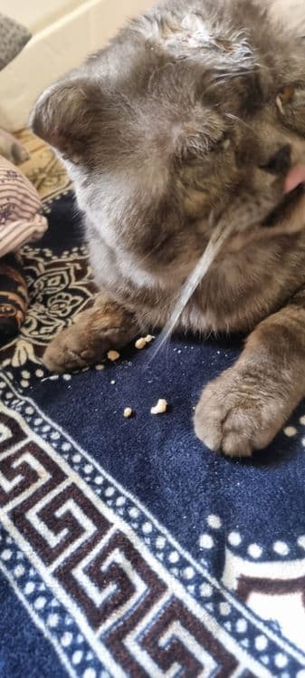 Scottish fold mushuk erkak — 4