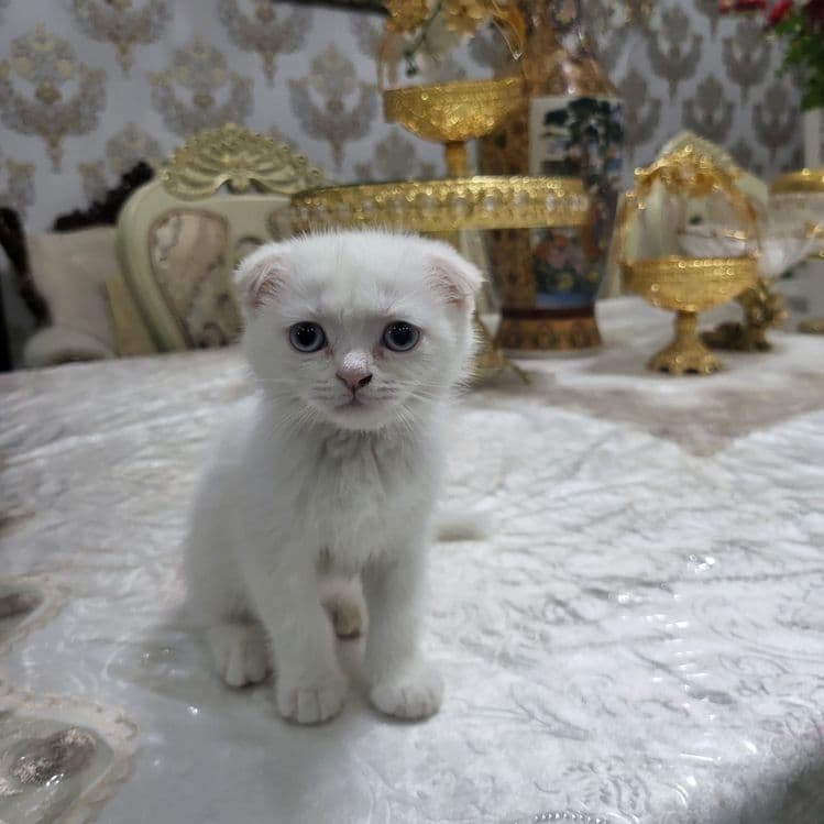 Котяты из пароды scottish fold — 2