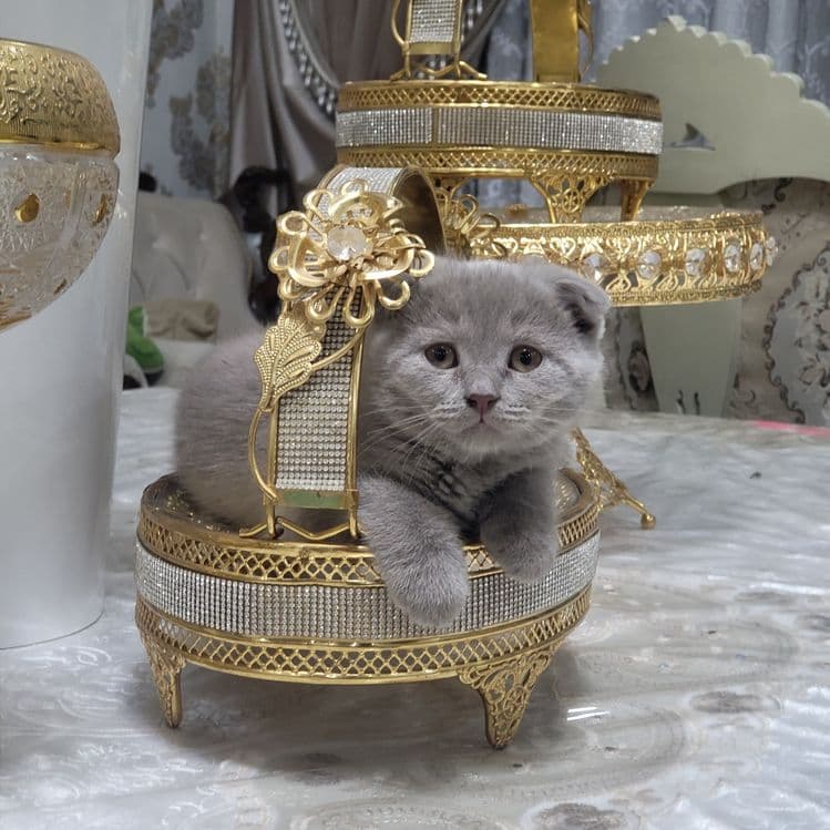 Котяты из пароды scottish fold — 3