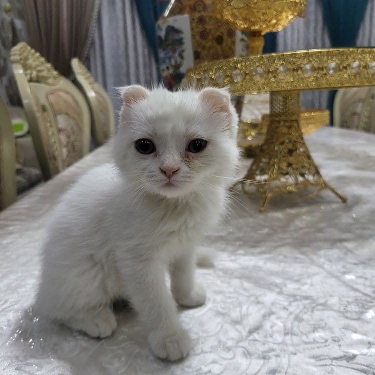 Котяты из пароды scottish fold — 4