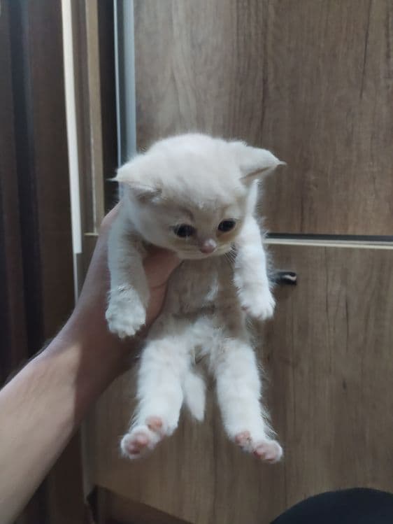 Породистые кошки порода флод — 3
