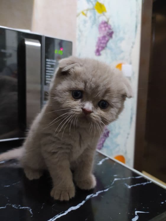 Породистые кошки порода флод — 4