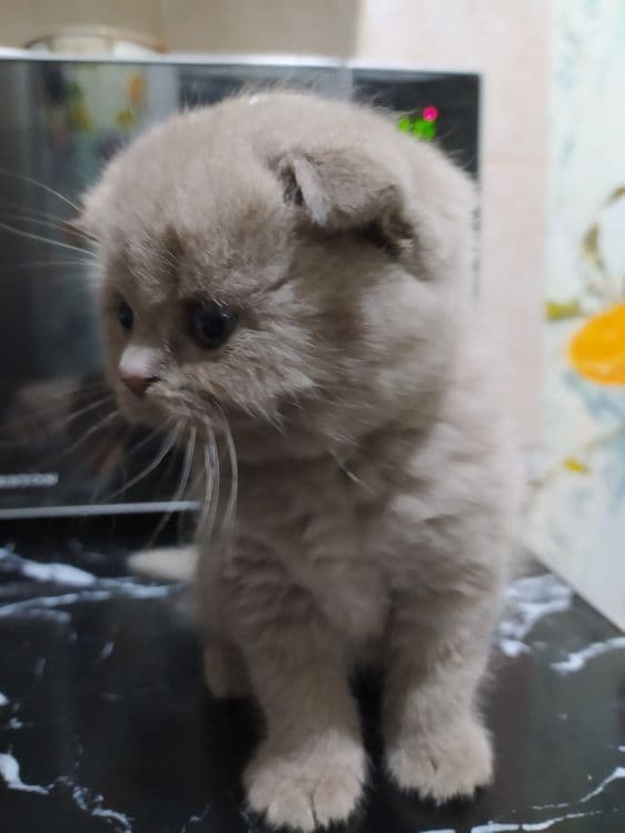 Породистые кошки порода флод — 5