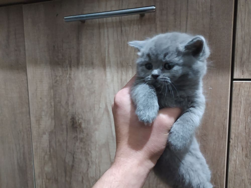 Породистые кошки порода флод — 7