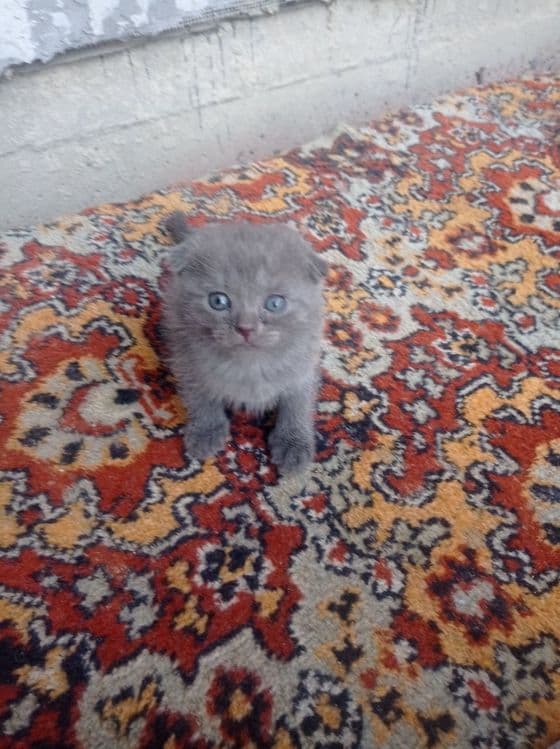 Toza zotli mushukchalar — 2