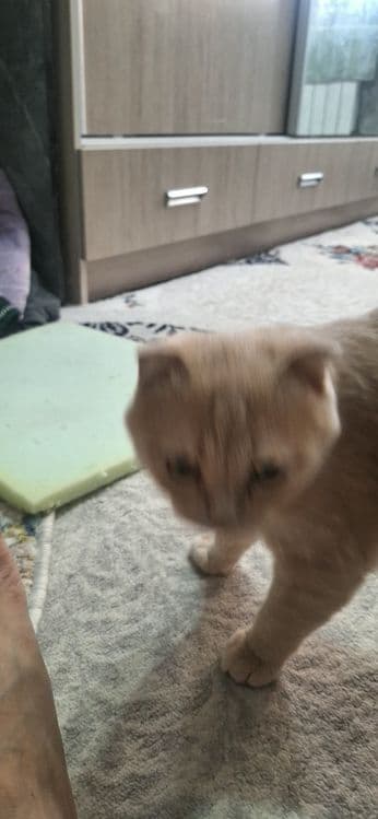 Mushuk erkak 11 oylik laqabi Barsik  juda yuvvosh sotilad narxi 400min — 2