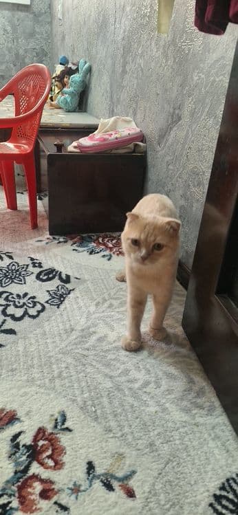 Mushuk erkak 11 oylik laqabi Barsik  juda yuvvosh sotilad narxi 400min — 3