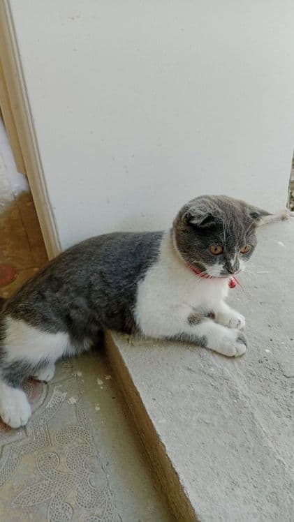 Мушук скоттиш фолд кз бола — 2