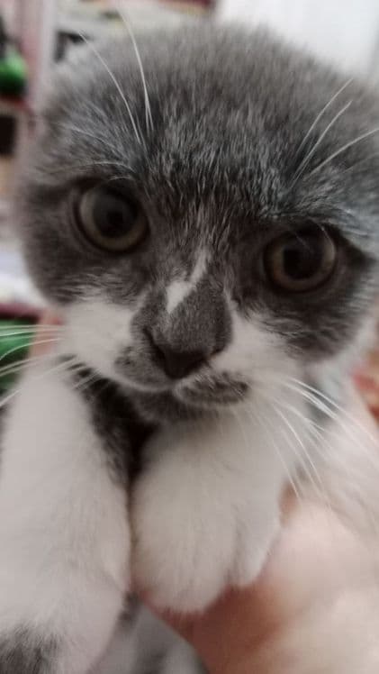 Мушук скоттиш фолд кз бола — 3