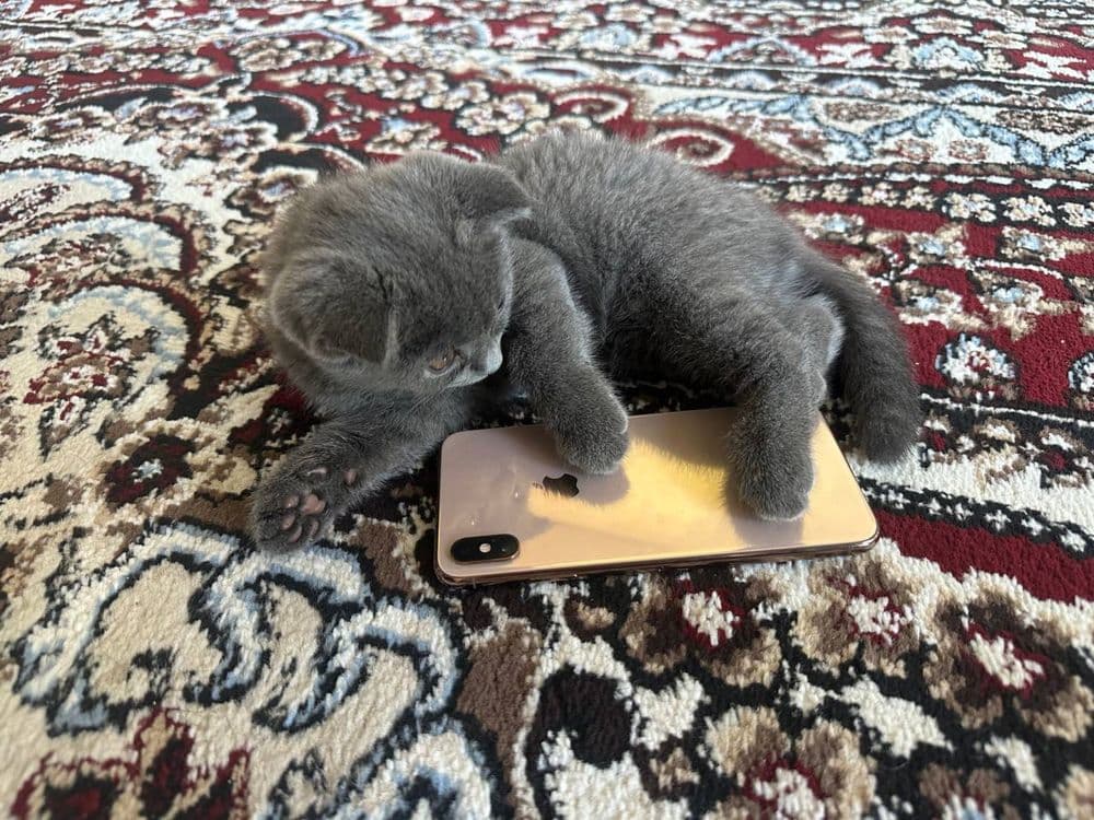 Мушук боласи — 2