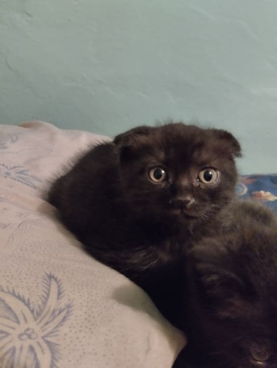 Котята вислоухие — 1
