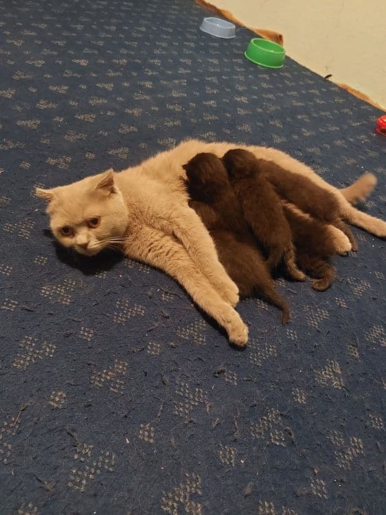 Котята вислоухие — 2