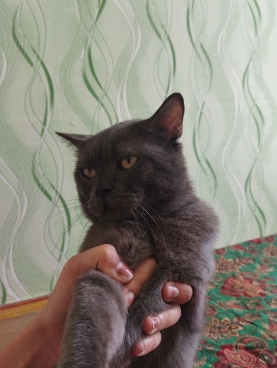 Mushuk skotish strayt — 1