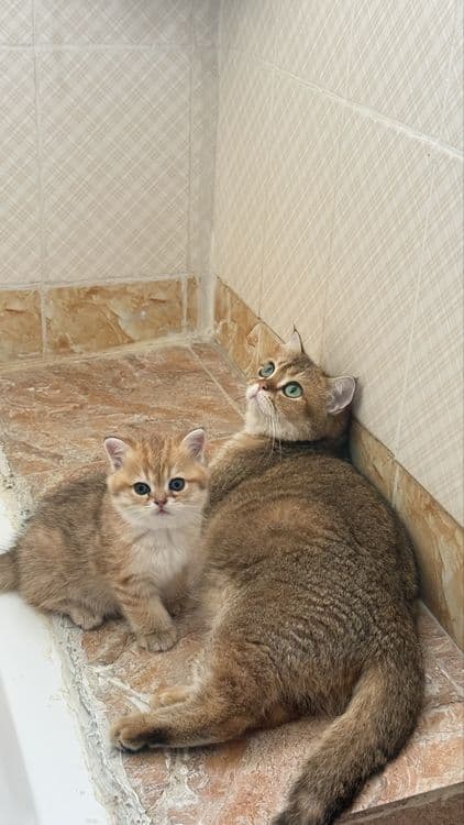 Золотистый шиншилла чистокровная — 2