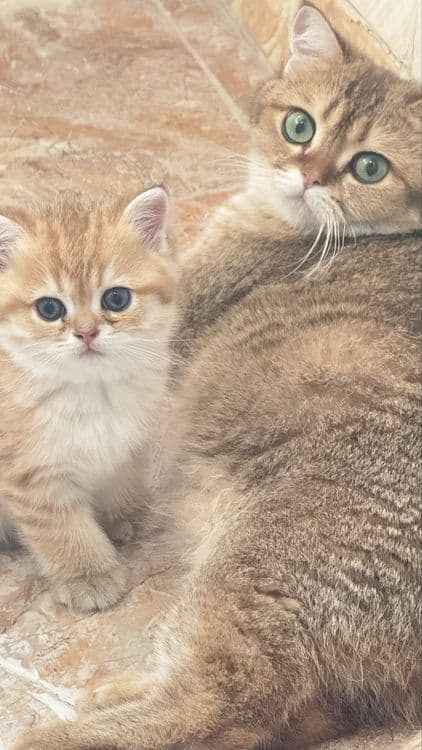 Золотистый шиншилла чистокровная — 3