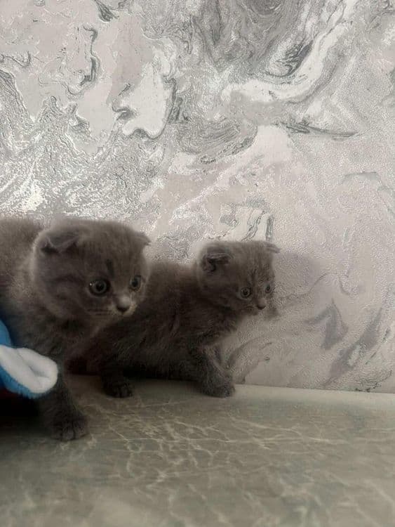 Мушукчала сотилади скотиш фолд тоза зотли — 2