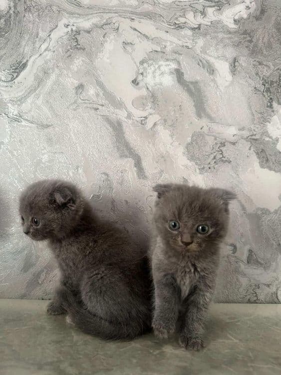 Мушукчала сотилади скотиш фолд тоза зотли — 3