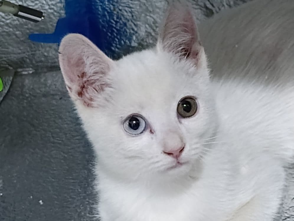 Turkish angora mushukcha — 2