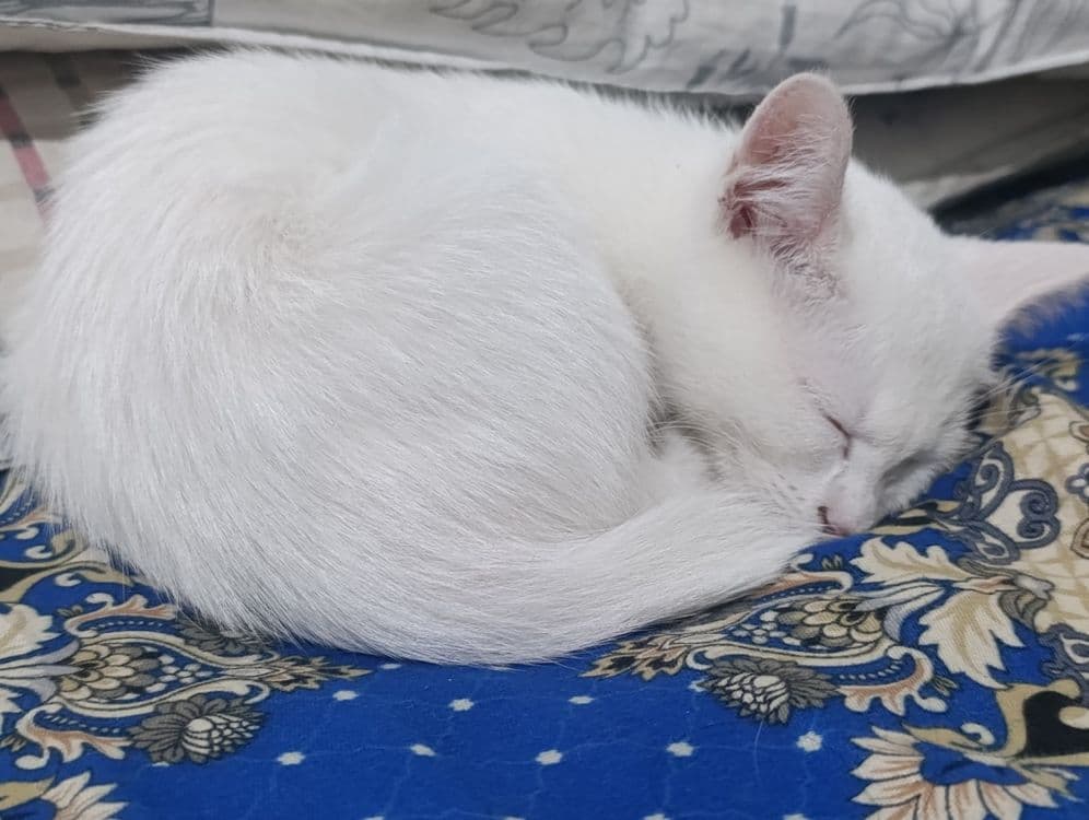 Turkish angora mushukcha — 3