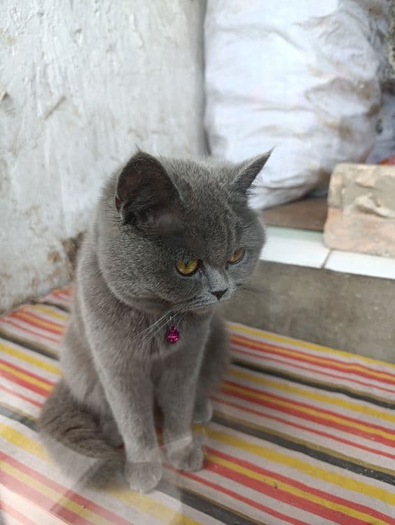 Уй мушуги.киз бола — 3