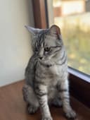 котенки скотиш страйт
