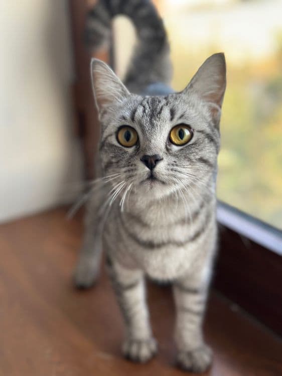 котенки скотиш страйт — 2