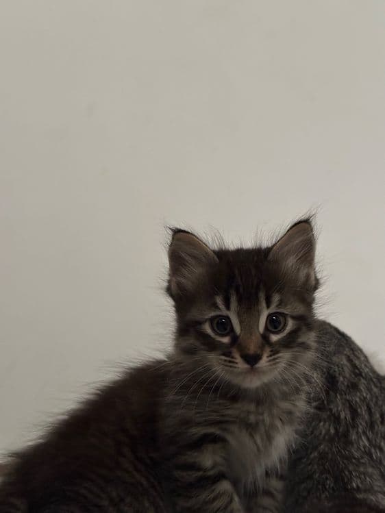 котенки скотиш страйт — 5