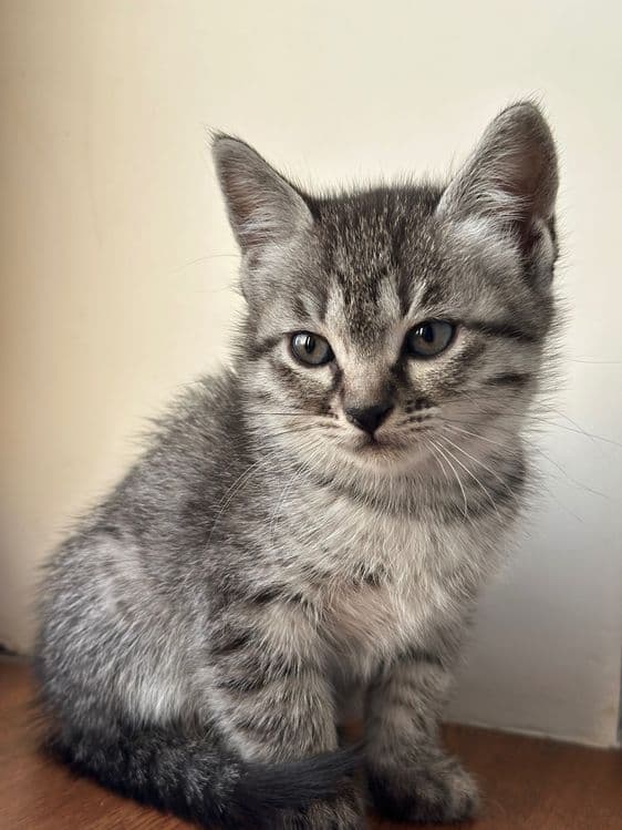 котенки скотиш страйт — 7