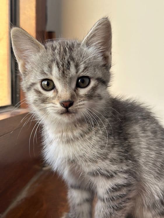 котенки скотиш страйт — 8
