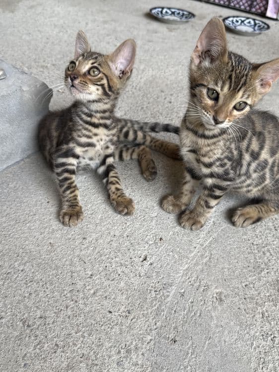 Бенгалский котята — 2