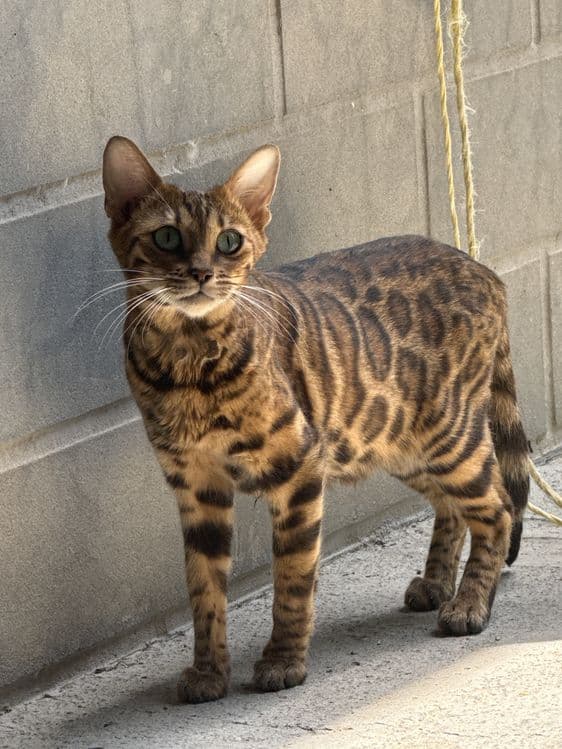 Бенгалский котята — 3