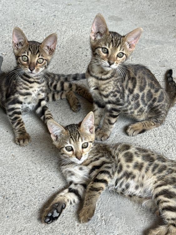 Бенгалский котята — 4